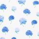 Hydrangea